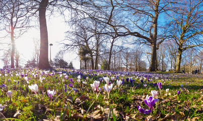 Low angle photo a bunch of Crocus in the park on a sunny day with trees in the background