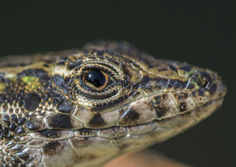 Lucertola tirrenica, primo piano, lizard