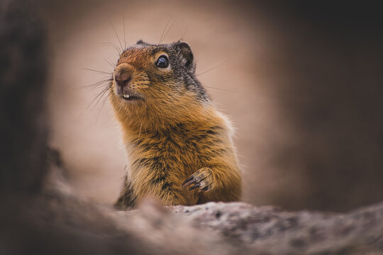 Ground Squirrel at Bugaboo Provincial Park, Alberta, Canada