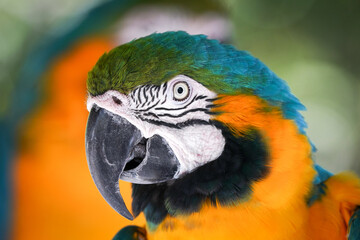 Blue-and-yellow macaw