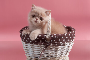 Fototapeta na wymiar Cute exotic kitten sitting in a wicker basket on a pink background