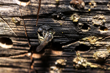 European bees photographed with the macro lens as a close-up