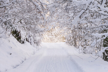 Obraz premium Winter snowy landscape with path in frosty forest in the sunny day. Beautiful winter landscape.