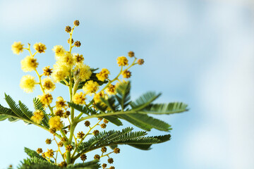 Beautiful view of mimosa tree with bright yellow flowers against blue sky, space for text