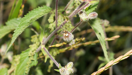 European bees photographed with the macro lens as a close-up