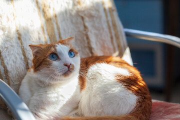 A blue-eyed cat on a tattered chair with an attentive gaze and a curled mustache. Selective focus,...