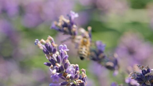 Lavender flowers pollinated by honey bees