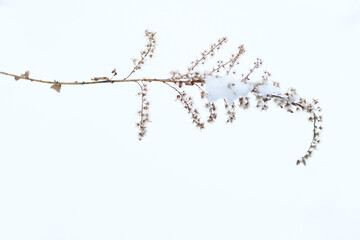 Dry reed under the snow.
Dry grass or sedge close-up. Natural background.
Set the fashion trend in champagne color