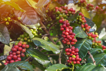 Close-up view of Arabica coffee beans ripe on red berry branches, industrial agriculture on trees in northern Thailand.