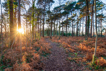 Obraz premium Woodland at Holme Lane near Wareham in Dorset