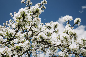 Apple tree blossom against blue sky background.