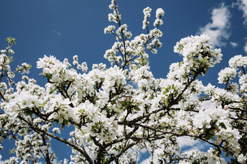Apple tree blossom against blue sky background.
