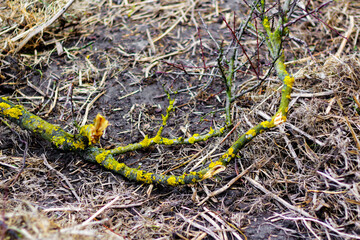 Dead wood in the forest. Spring cleaning in the garden. Branches of fruit trees with light green spots, twigs of bushes, hay, dry grass are piled up on the ground. Selective focus