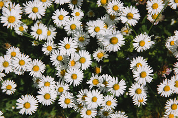 Daisy flowers above view, garden detail.