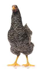 one black chicken isolated on white background, studio shoot