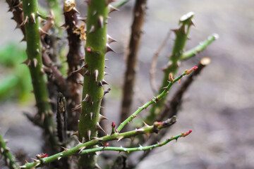 Trimmed rose bush. Close-up part of thorn bush. Stem of rose bush with thorns and green leaves on blurred gray background. Twig. Side view. Copy space. Selective focus