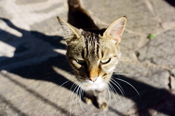 Gato retrato