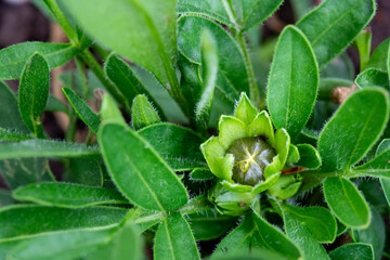 Tickseed Flower Bud with Foliage, Coreopsis