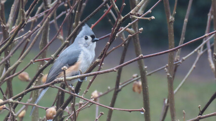 Tufted Titmouse on branch