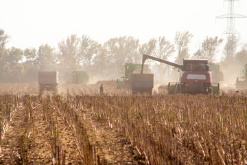Fototapeta premium Crop in the Large field of dry sunflower on a sunny day. Autumn harvest., in the background big harvester mowing ripe,