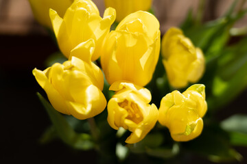 yellow tulip flower