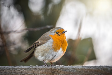 Small robin redbreast wild small bird sat on wooden fence in countryside with sunshine