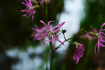 Ragged Robin (Lychnis flos-cuculi) single flower. Pink flower in the family Caryophyllaceae, with strange incomplete petals