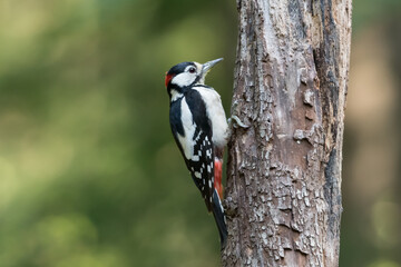 Great spotted woodpecker (Dendrocopos major) sitting in a tree, photographed in the Goois Natuurreservaat, The Nerherlands