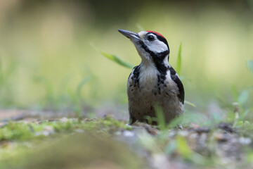 Great spotted woodpecker (Dendrocopos major) sits on the ground, photographed in the Goois Natuurreservaat, The Nerherlands.