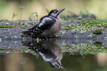 It is too hot for this Great spotted woodpecker (Dendrocopos major), it's time for a bath. Photographed in the Goois Natuurreservaat, The Nerherlands.