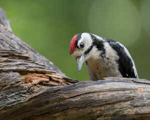 Great spotted woodpecker (Dendrocopos major) sits on the ground, photographed in the Goois Natuurreservaat, The Nerherlands.
