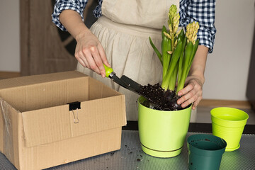 Girl planting a houseplant in a new pot, apartment gardening