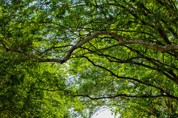 Canopy of trees