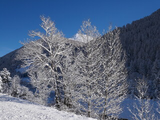 Arbres givrés dans le Haut Guil
