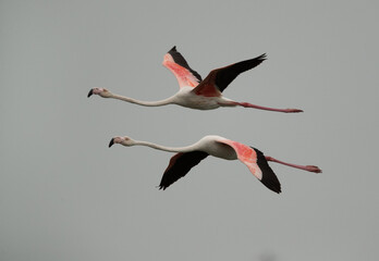 Fototapeta premium Greater Flamingos flying at Tubli bay in the morning, Bahrain