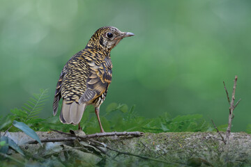 Tiger look bird with black white and yellow banded feathers, Scaly thrush, rare migration bird to Thailand during winter
