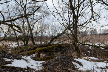 Obraz premium trees in the snow