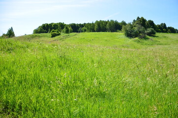 green grass and blue sky