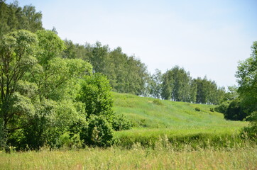 trees in the field