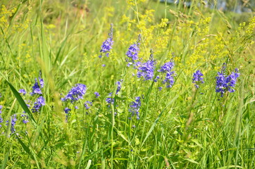 flowers in the grass