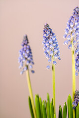 Close up of blue grape hyacinths on a pink background. Vertical photo with flowers for Women's Day. Spring flowers.