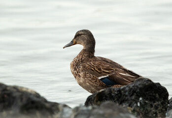 A closeup of a Mallard duck at Tubli bay, Bahrain