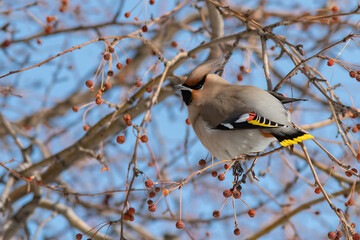 Bohemian Waxwing (Bombycilla garrulus) on a branch