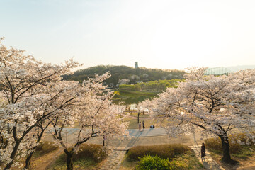 북서울 꿈의 숲 벚꽃

