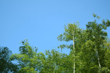 Obraz premium 空 竹林