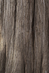 木　背景素材　バックグランド　TREE