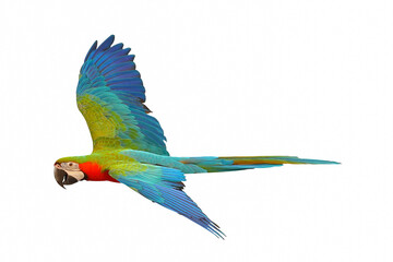 Beautiful macaw parrot flying isolated on white