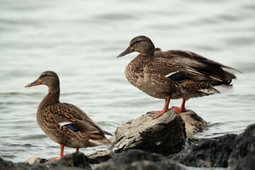 Mallard ducks at Tubli bay Bahrain, Selective focus on back