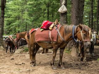 Bhutan tourism, horses for the way to the Tigers Nest