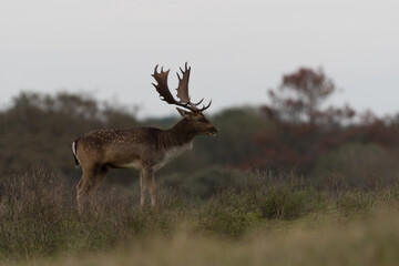 Beautiful fallow deer during rutting season, photographed in the Netherlands.